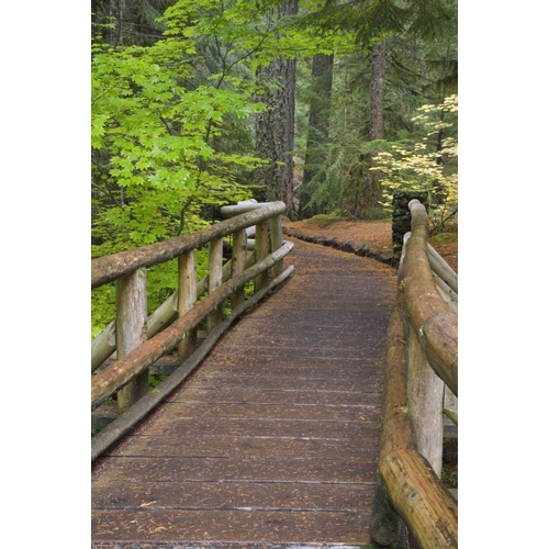 OR, Willamette NF Wooden foot bridge